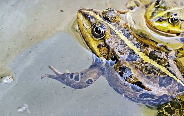 Frosch