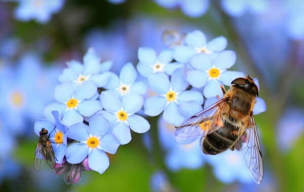 Biene sitzt auf einer Blume
