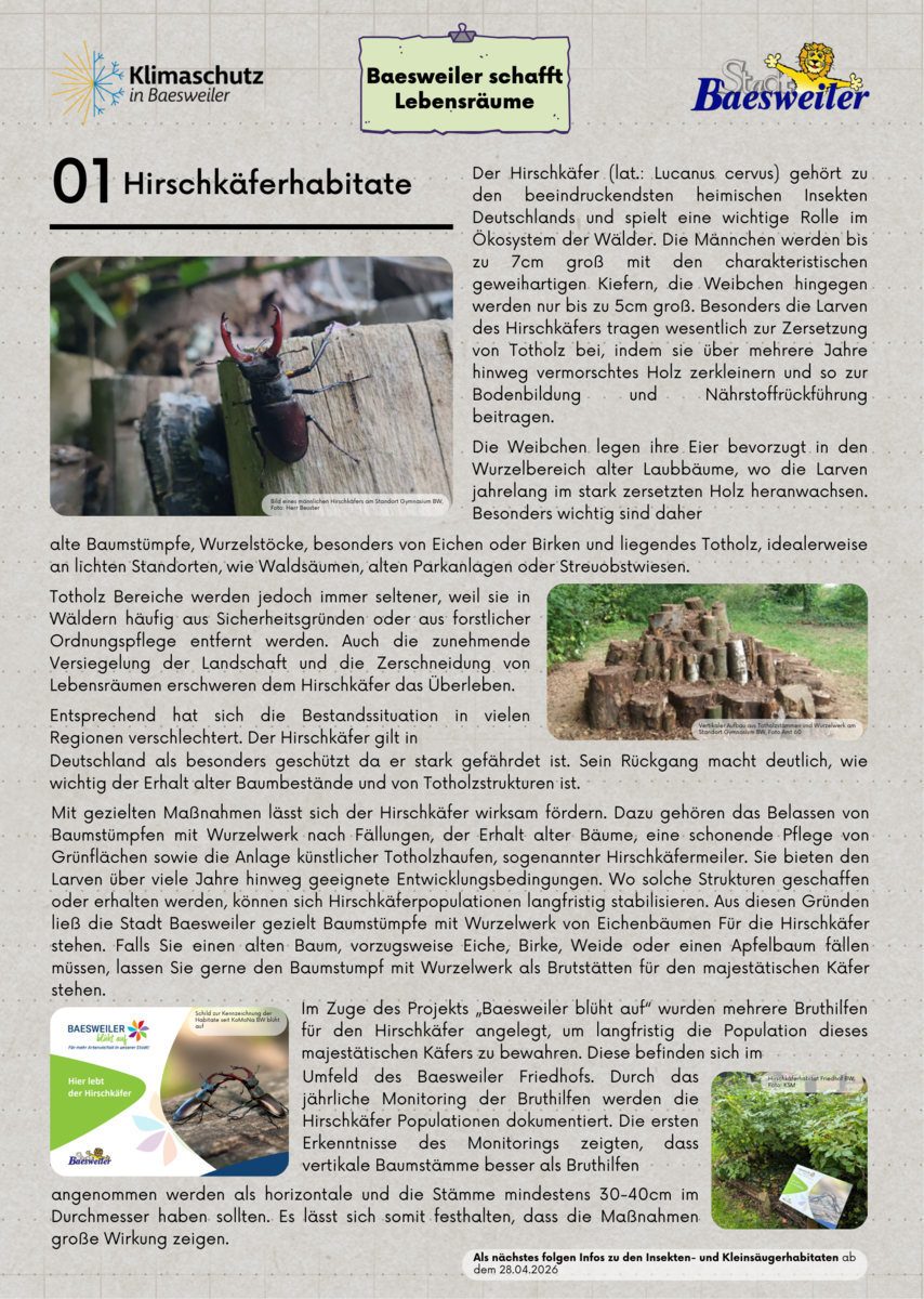 Hirschkäfer Habitatschützende Maßnahmen